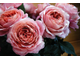 Роза премиум класса Романтик Антик