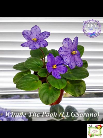 Winnie The Pooh (LLG/Sorano) (клакамас)