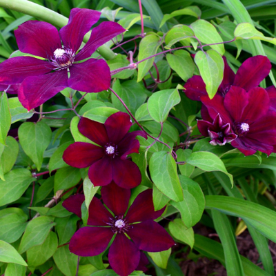 Клематис Westerplatte