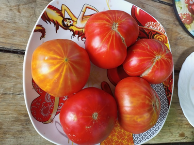 Томат Каркиано (Karkiano), Испания