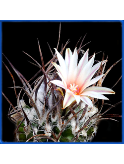 Turbinicarpus gracilis