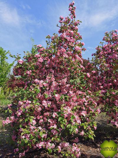 Яблоня декоративная &quot;БРЕНДИ МЭДЖИК&quot; (саженец 3 года) Невероятно красива!