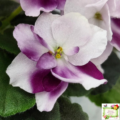 Mac's Southern Springtime (G.McDonald)