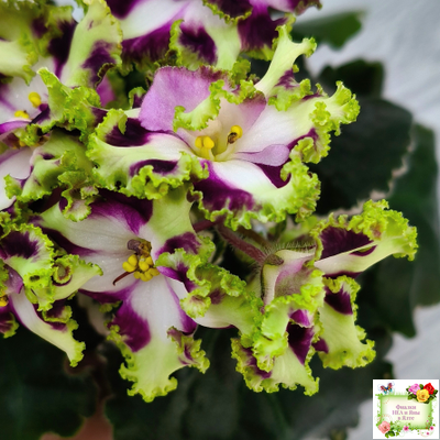 Лесной Царь (Кузина, Артемова) 2009 г. химера (стартер сорт)