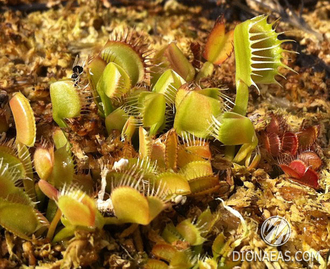 Dionaea muscipula Milachka