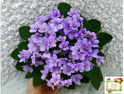 ГЕА-Весёлый Клоун (Е. Галицкая) 2024 г. трейлер