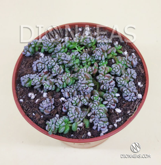 Крассула Кораллина - Crassula Corallina, Крассула коралловая, Crassula dasyphylla