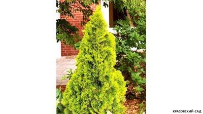 Туя Голден Брабант на участке - Красовский-Сад.рф