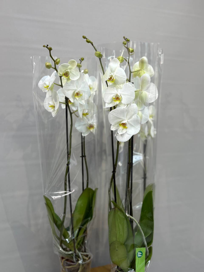 Орхидея Фаленопсис