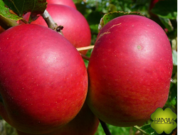 ЯБЛОНЯ "УСЛАДА" (саженец 2 года, полу-карлик)-