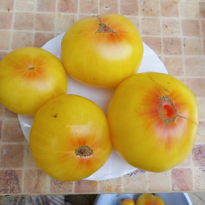 Томат Прелесть Розы (Rose Beauty)