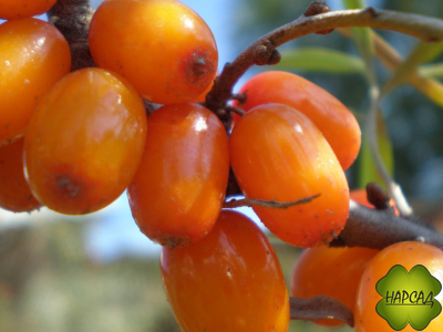 Облепиха плодовая "Елизавета" (безшипая, крупная и вкусная) (саженец 2,5 года)