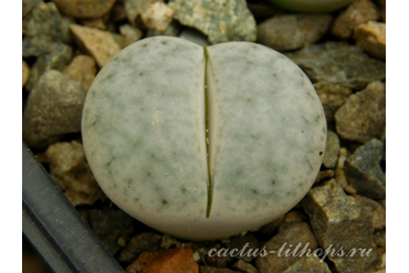 Lithops pseudotruncatella ssp.volkii C069 (MG-1700)