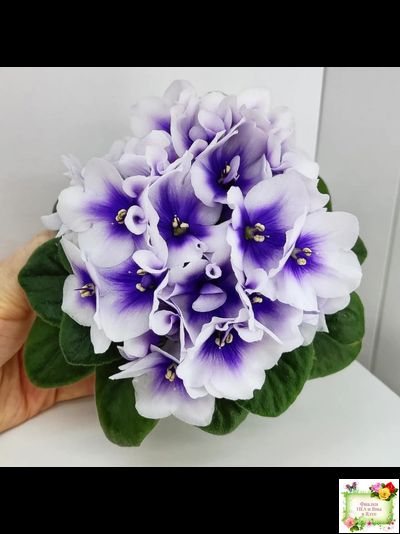 ЛЕ-Мятная Прохлада (Е. Лебецкая) 2019 г.