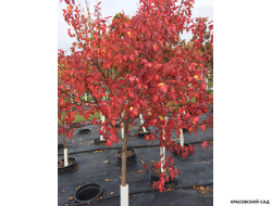 Клён Гиннала - Ginnala