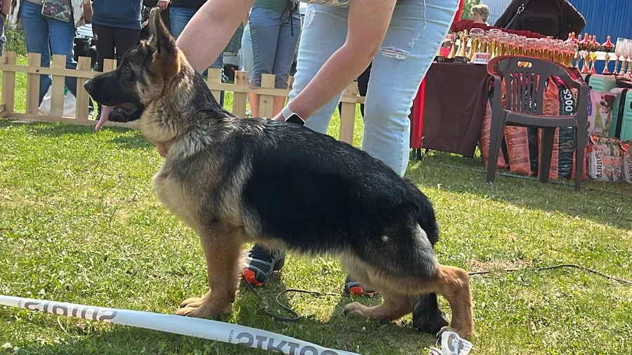 монопородная выставка г. Бронницы 28.05.2023 3 место класс беби эксперт Ilija Radulovic (Сербия)