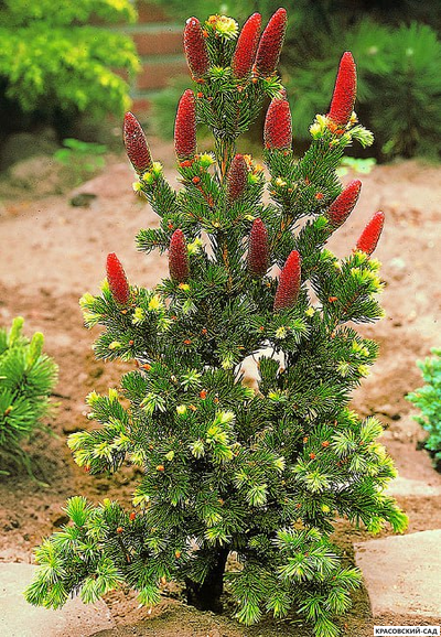 Ель колючая Лаки Страйк - Lucky Strike