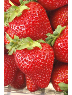 Олимпия НФ638