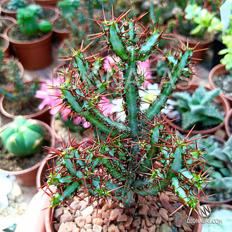 Euphorbia Aeruginosa - Эуфорбия Аэругиноза, Молочай аэругиноса, Молочай медно-ржавый