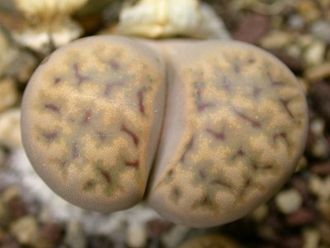 Lithops karasmontana ssp.eberlanzii (syn. erniana) C209 - 10 семян