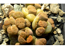 Lithops schwantesii C079 (MG) monstr