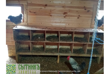 Деревянные насесты для кур на свободном выгуле