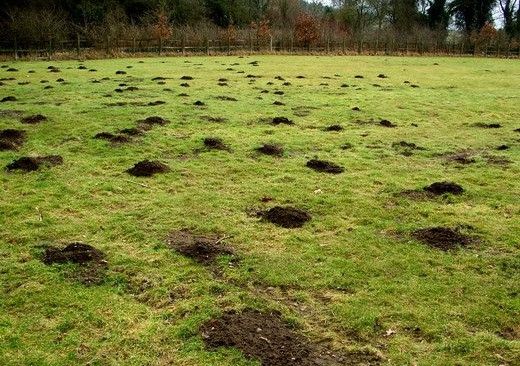 Кротовые норы на полях
