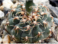 Gymnocalycium stellatum v.kleinianum VG-052 - 5 семян