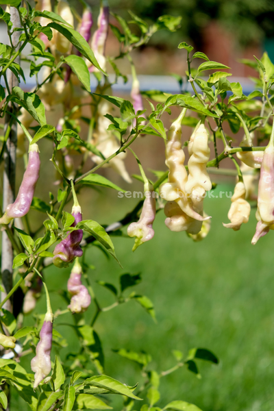 Перец острый Aji Confusion (Ахи Конфуз), 10 шт