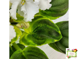 OS-Джунгарик (С.Осипова) (сортовой стартер)