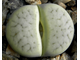 Lithops pseudotruncatella ssp. archerae С104 (MG) - 10 семян