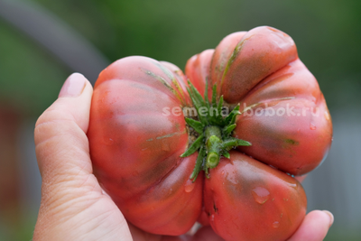 Томат Dwarf Tasty Wine (Гном Вкусное Вино), 10 шт