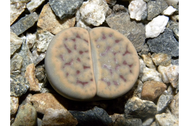 Lithops schwantesii ssp. schwantesii v. urikosensis `kunjasensis`C186
