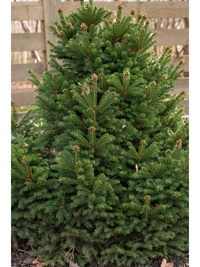 Ель обыкновенная Barryi