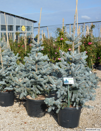 Ель Хупси - Hoopsii