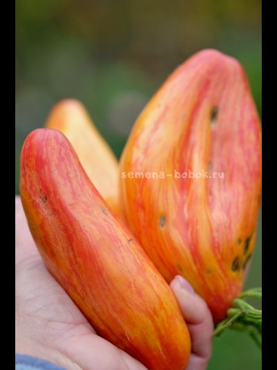 Томат Желтый Тюльпан, 5 шт