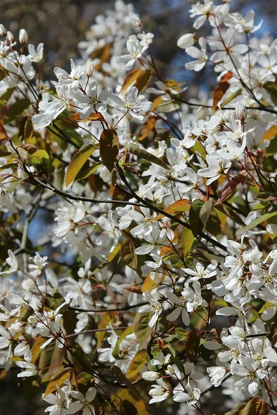 Ирга канадская Ламарка