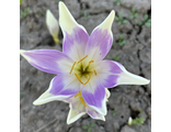 Colchicum h. Harlekijn
