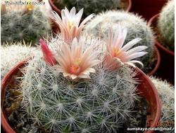 Mammillaria candida - 5 семян