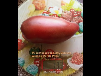 Томат Фиолетовая гордость Весселя (Wessel's Purple Pride)