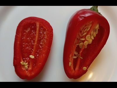 Перец острый  Black Maroccan Jalapeno