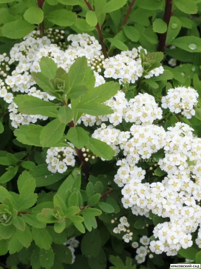 Спирея ниппонская Халвард Сильвер - Halward`s Silver