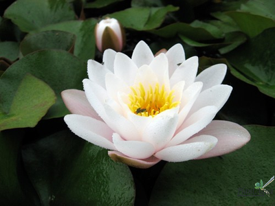 Нимфея Марлиаса Карнеа