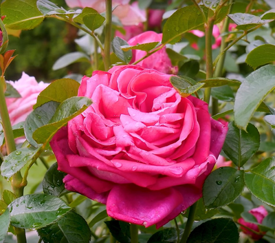 Роза Сентер Роял (Senteur Royale), ОКС, Россия