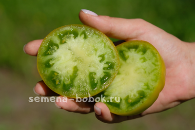 Томат Зеленая Тайна Личинки (Grub’s Mystery Green), 10 шт.