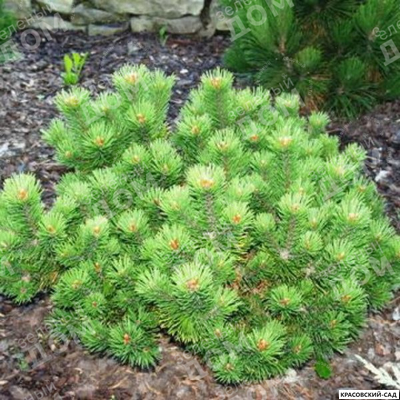 Сосна горная Петерле - Peterle
