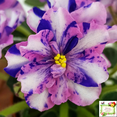 МК-Ветер Перемен Люкс химера (пасынок укоренённый из цветоноса)