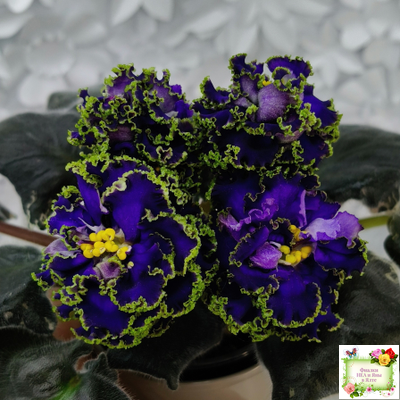 ЕК-Кудри Посейдона (Е.В. Коршунова) 2017 г. (лист посажен 01.11.25)