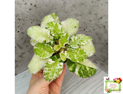 КНН-Крокус химерный спорт по листу