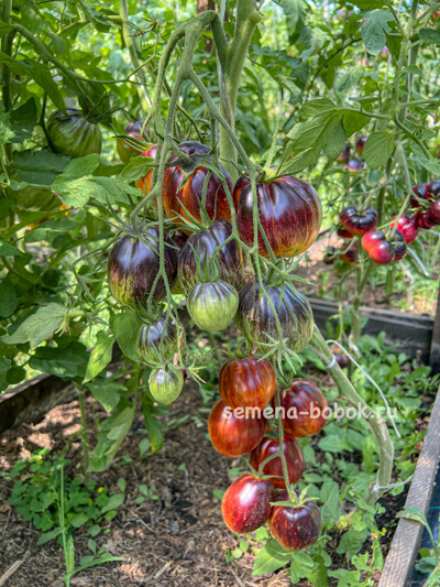 Томат Огненный Тюрбан, 10 шт